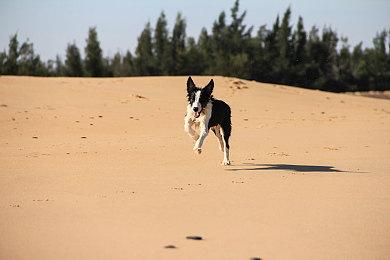 《猛兽派对》Steam新史低半价促销 售价49元